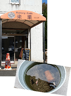 就労支援事業所と病院入り口前でお出迎えの金魚たち♪ 就労支援事業所と病院入り口前でお出迎えの金魚たち♪